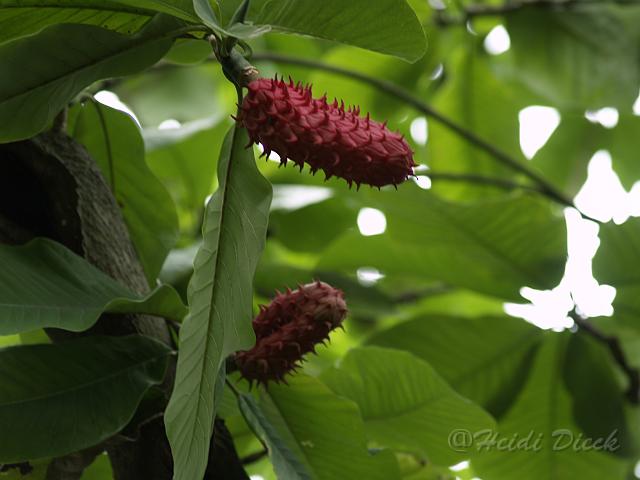 Magnolia Saat.JPG